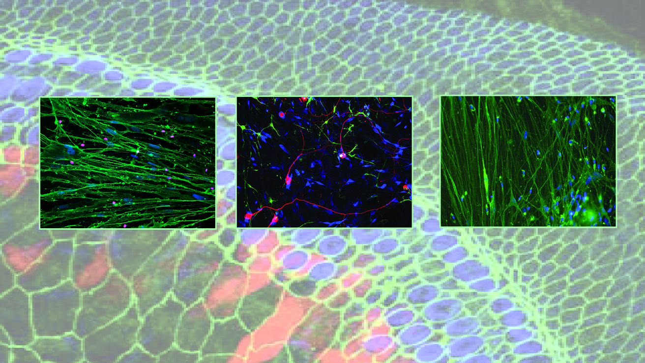 Cells under magnification